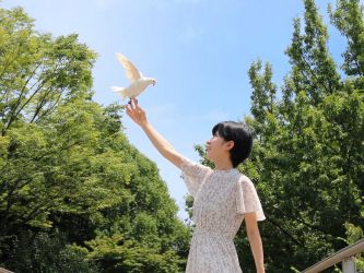 クジャクバト【孔雀鳩】 クジャクバト