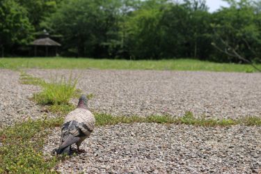どばと【土鳩】 ドバト