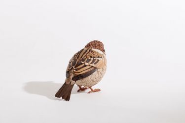 すずめのひな【雀の雛】 作品「スズメの雛」