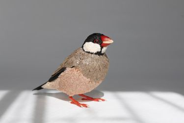 さくらぶんちょう【桜文鳥】 木工作家鷲野愛未の作品「桜文鳥」