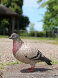 どばと【土鳩】 木工作家鷲野愛未の作品「ドバト」