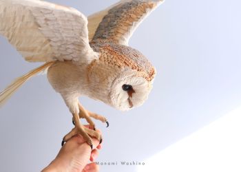 めんふくろう01【メンフクロウ01】