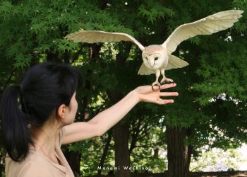 めんふくろう02【メンフクロウ02】