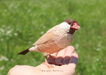 しなもんぶんちょう【シナモン文鳥】 シナモン文鳥