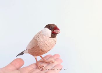 しなもんぶんちょう【シナモン文鳥】 シナモン文鳥