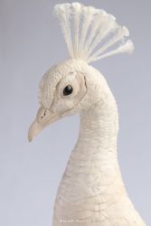 しろくじゃくしゅぞう02【白孔雀首像02】